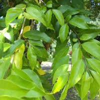 <i>Ligustrum robustum</i>  (Roxb.) Blume